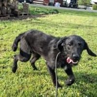🫣Willy sucht seine Familie ❤, Hund zur Adoption