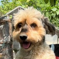 Paulchen sehnt sich nach einem Zuhause, Hund zur Adoption