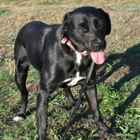 Lujza Öhrchen, Hündin zur Adoption