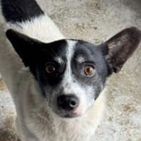 OTTO 3 sucht Liebe und Geborgenheit, Hund zur Adoption