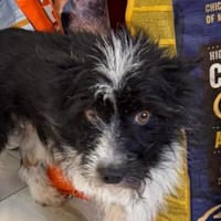 RUFUS  braucht ein liebevolles Zuhause, Hund zur Adoption