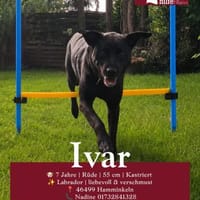 Ivar, Hund zur Adoption