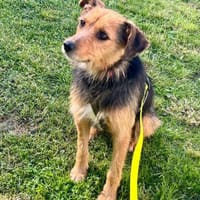 Sanfte Hündin Anuska, Hündin zur Adoption
