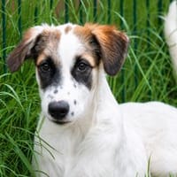 Indiana möchte Familie finden, Hündin zur Adoption