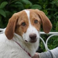 Möchten Sie Friol eine Chance geben?, Hund zur Adoption