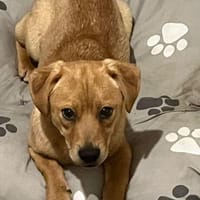 Rubin - der Kuschelkönig, Hund zur Adoption