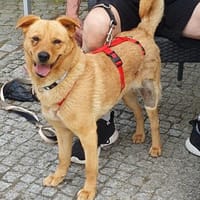 Tinchen - kleines Fräulein m.großem Herz, Hündin zur Adoption