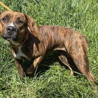 HAPPY VAA, chienne à adopter