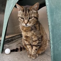 BOULETTE, chatte à adopter