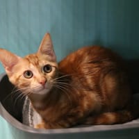 REHYE HAB17628, chatte à adopter
