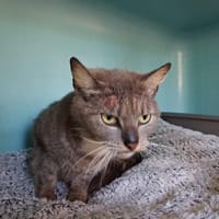 LUNA, chatte à adopter