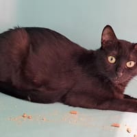 Bella, chatte à adopter