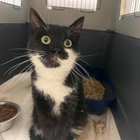 CROQUETTE, chatte à adopter