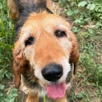Rustine, chienne à adopter