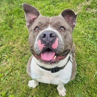 ATHOS QCN, chien à adopter