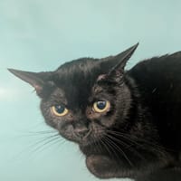CASHEMIR, chatte à adopter