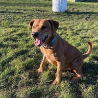 MOWGLI, chien à adopter