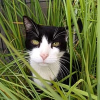 SAMMY, chat à adopter