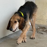 King, chien à adopter