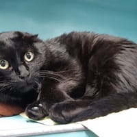 Mektoub, chat à adopter