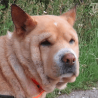 SHIRO, chien à adopter