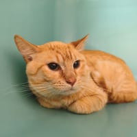 Upper, chat à adopter