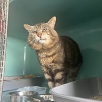 SIMBA, chat à adopter
