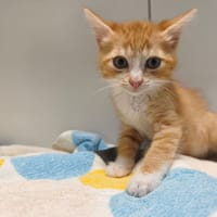 BENCO, chat à adopter