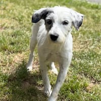 Radja CAA15412, chienne à adopter