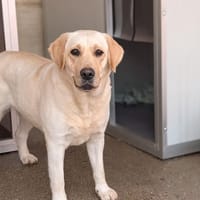 WHITE GRAFFITIE, chienne à adopter