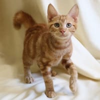 REHO HAB17625, chat à adopter