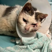 COLOS, chatte à adopter
