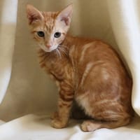 REHU HAB17624, chat à adopter