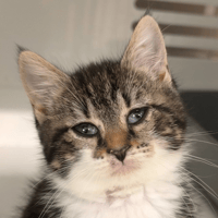 FLORIA, chatte à adopter
