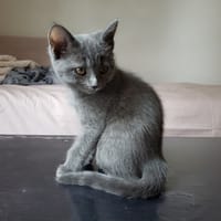 BROOKLYN PAB28707, chatte à adopter