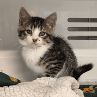 TINA, chatte à adopter