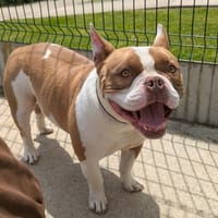 TREVOR QCN, chien à adopter