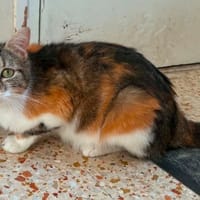 MELBA, chatte à adopter
