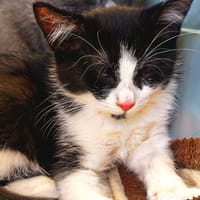COSMOS, chat à adopter