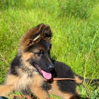 Hodaka, chien à adopter