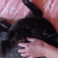 LUCIUS, chat à adopter