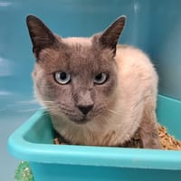 KAMARO QCT (j'ai trouvé ma famille), chat à adopter