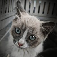 POCAHONTAS (réservée), chatte à adopter