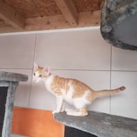 ELIOTT, chat à adopter