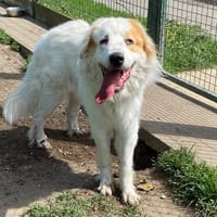 BELLE, chienne à adopter