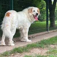 BELLE, chienne à adopter