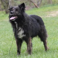 MALA, chien à adopter