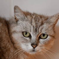 Pistache (en cours d'adoption), chatte à adopter