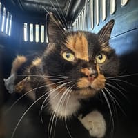 AMBRE, chatte à adopter