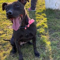 MYLANE, chienne à adopter
